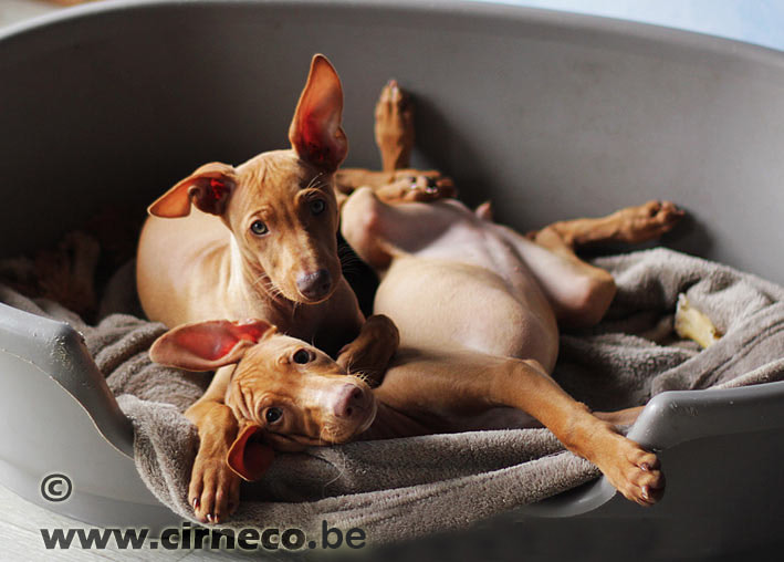 cirneco puppies rusten na het spelen